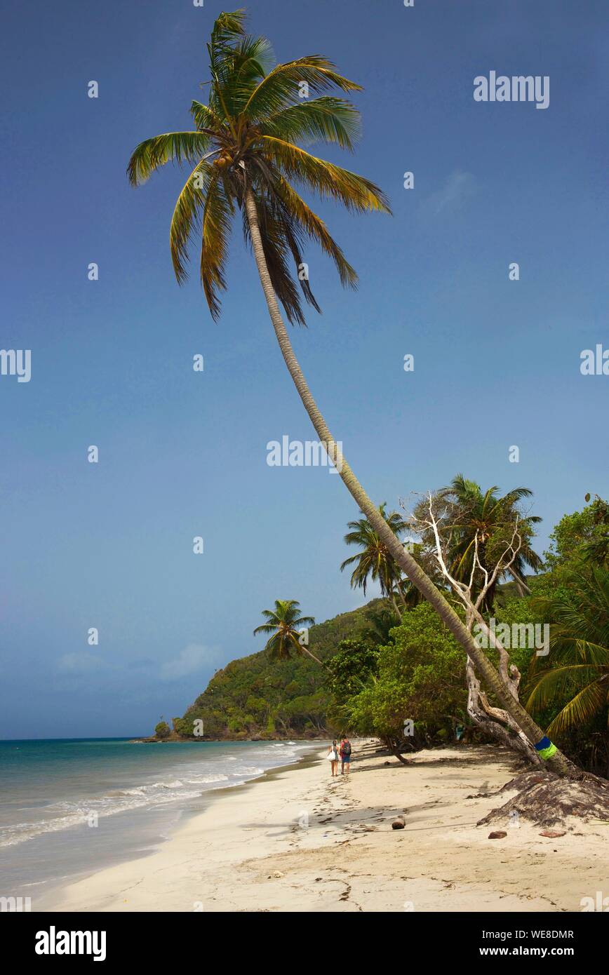 Colombia, la isla de Providencia, par de caminar en la playa de Manzanillo revestidos con altos cocoteros y bañada por el Mar Caribe Foto de stock