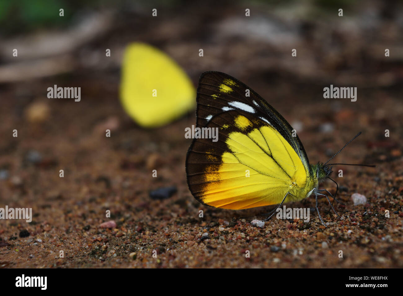 Gaviota naranja butterfly (Cepora judith) de pie sobre la tierra tierra, negro con patrón de color amarillo y naranja sobre blanco ala de insecto tropical, Tailandia Foto de stock
