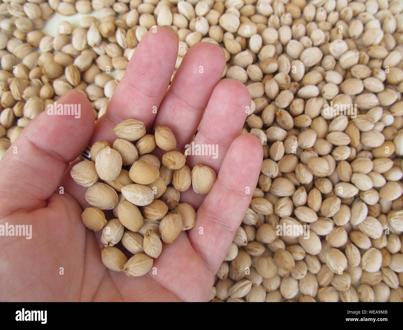 Semillas de frutas fotografías e imágenes de alta resolución - Alamy