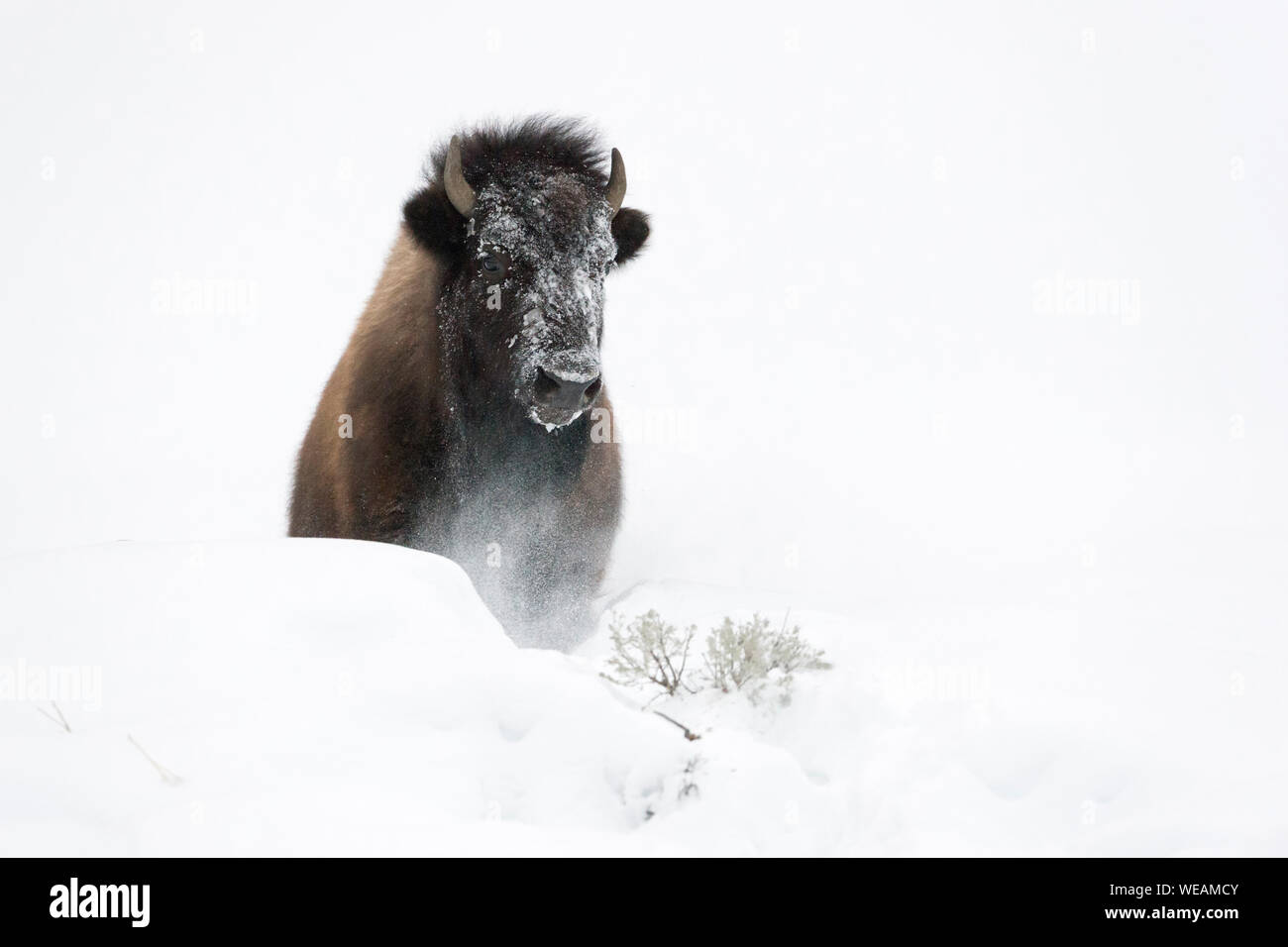 Bisontes americanos / Amerikanischer bisonte (Bison bison ) en invierno, rompiendo a través de una pequeña colina de profunda nieve esponjosas, Fotografía frontal, Yellowstone unidas Foto de stock