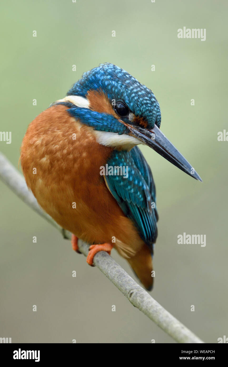 Kingfisher / Eisvogel euroasiático ( Alcedo atthis ), macho, posado en una rama para la caza, tensos, girando su cabeza hacia atrás, linda vista, vida silvestre, Europa. Foto de stock