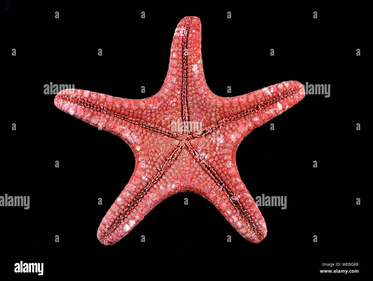 Cerca de la parte ventral de una estrella de mar rojo , especies marinas , aislado sobre fondo negro, mostrando detalles del tejido Foto de stock