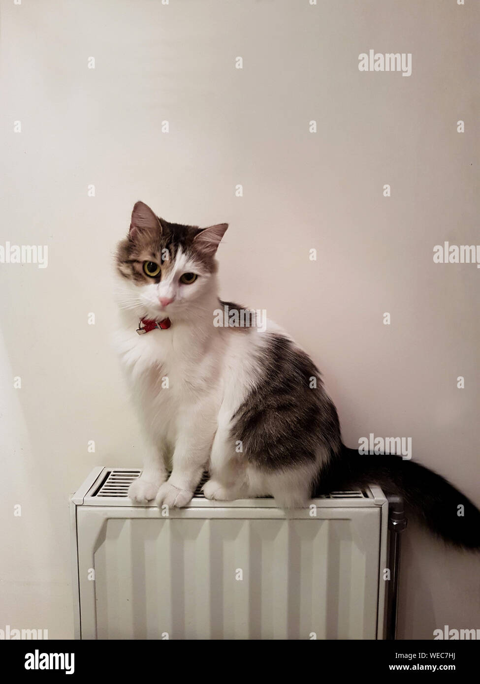 Gato contra la pared en el radiador Fotografía de stock - Alamy