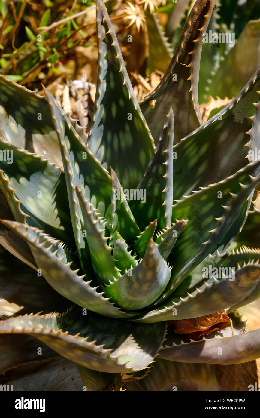 Planta de Aloe Vera en la cima de la montaña del pueblo de Comares, la  Axarquía, Andalucía, España, Europa Fotografía de stock - Alamy