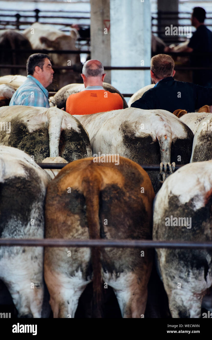 Los hombres maduros de pie en medio de las vacas en el mercado Foto de stock