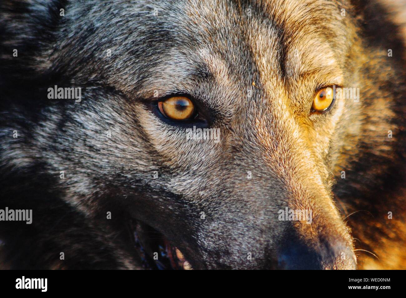 Introducir 43+ imagen imagenes de cabezas de lobos Abzlocal.mx