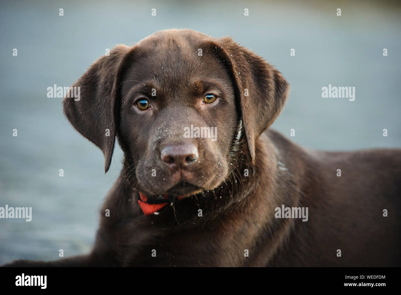 Chocolate Labrador Dog Sitting Fotos E Imagenes De Stock Pagina 6 Alamy