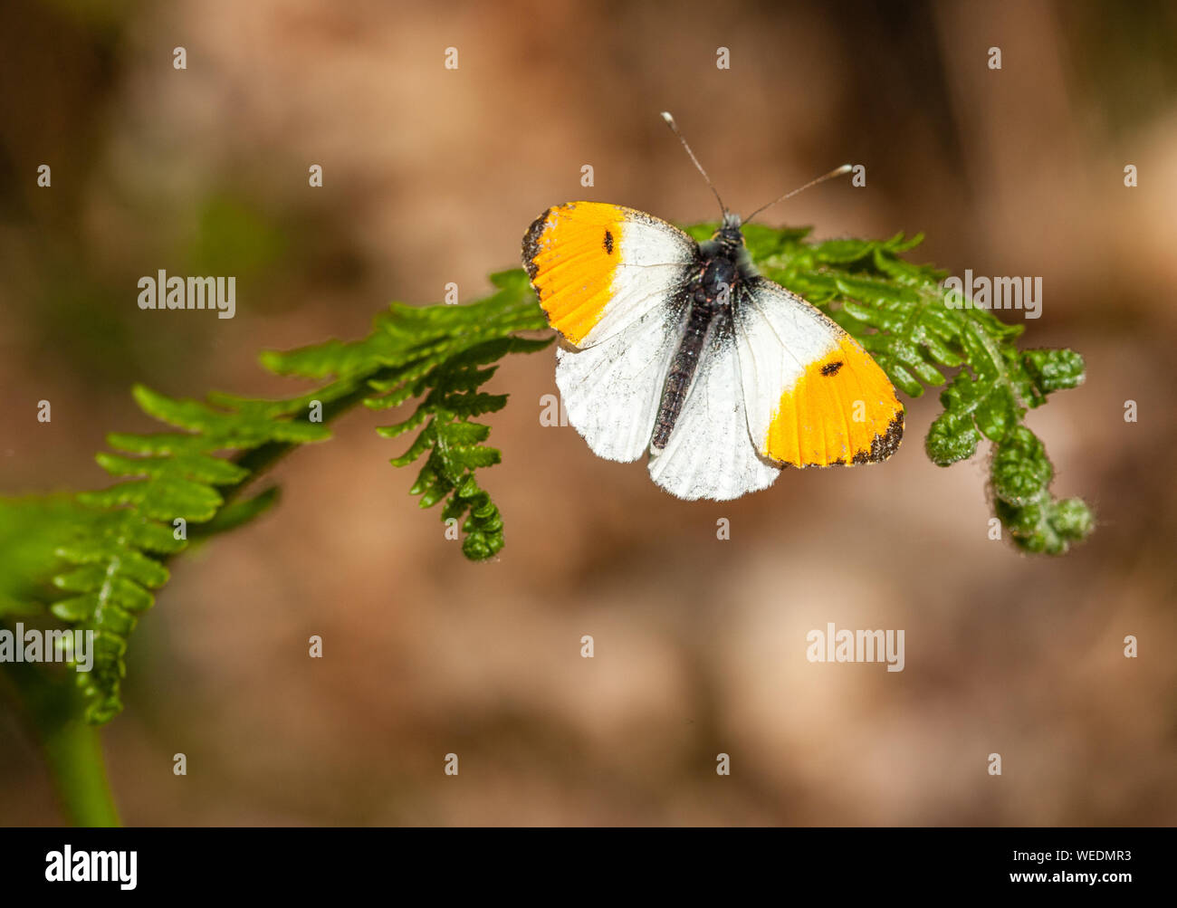 Punta anaranjada Anthocharis cardamines macho descansando en bracken fronda - Somerset UK Foto de stock