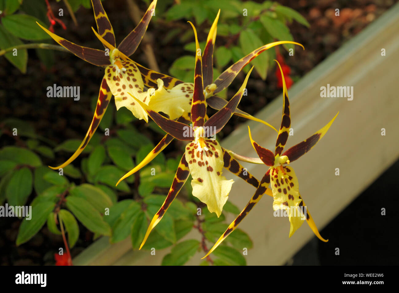 Orquídeas de brassia manchadas fotografías e imágenes de alta resolución -  Alamy