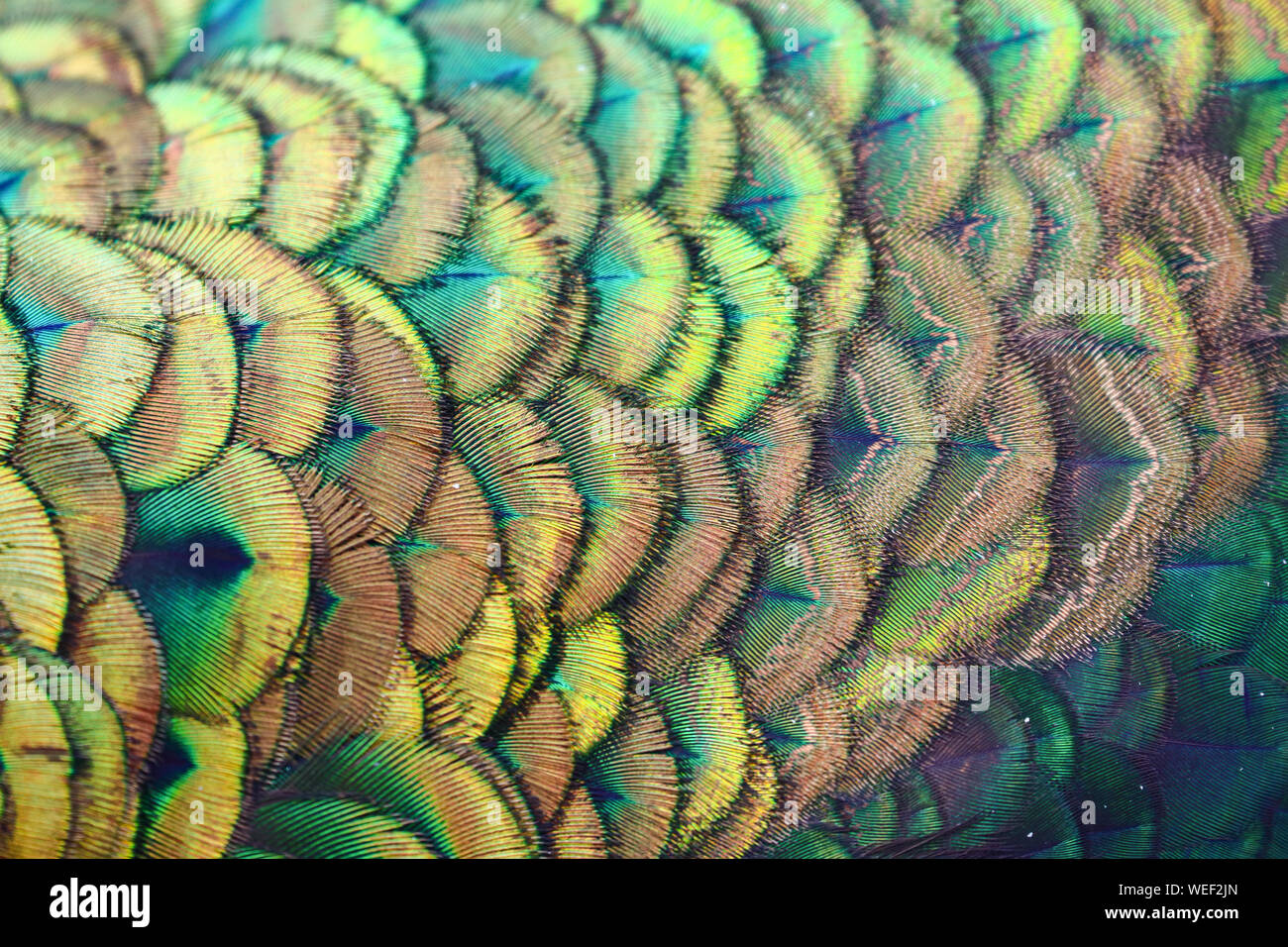 Escala de plumas verde macho / peafowl peacock (Pavo muticus) Foto de stock
