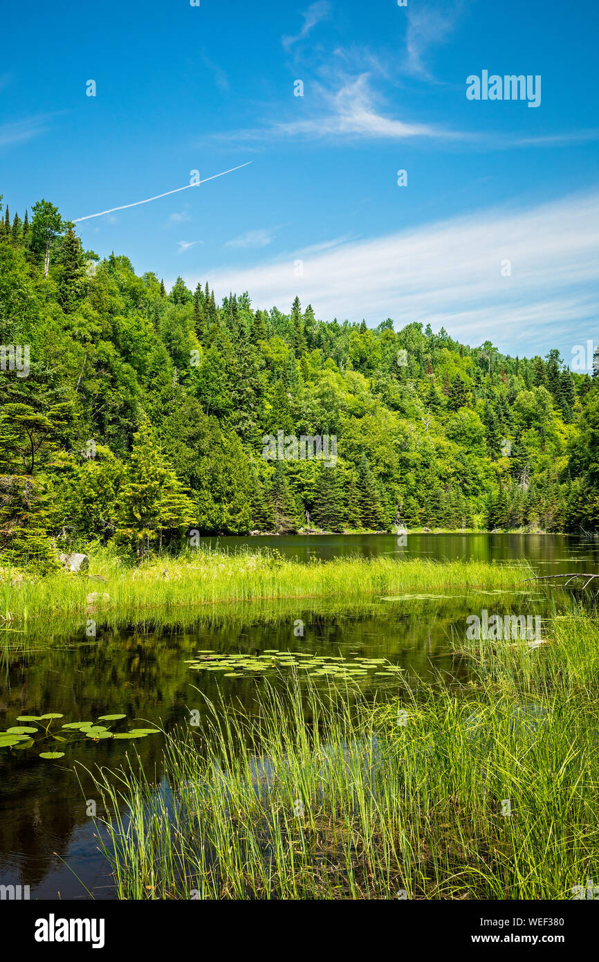 Paisaje de una apartada juncia meadow Lake en los exuberantes y verdes bosques boreales en el astrágalo Lake Trail caminata en el Parque Provincial Sleeping Giant, Ontario Foto de stock