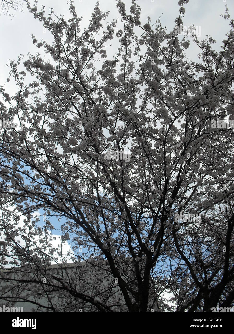 Ángulo de visión baja del árbol de cerezo en flor contra el cielo Foto de stock
