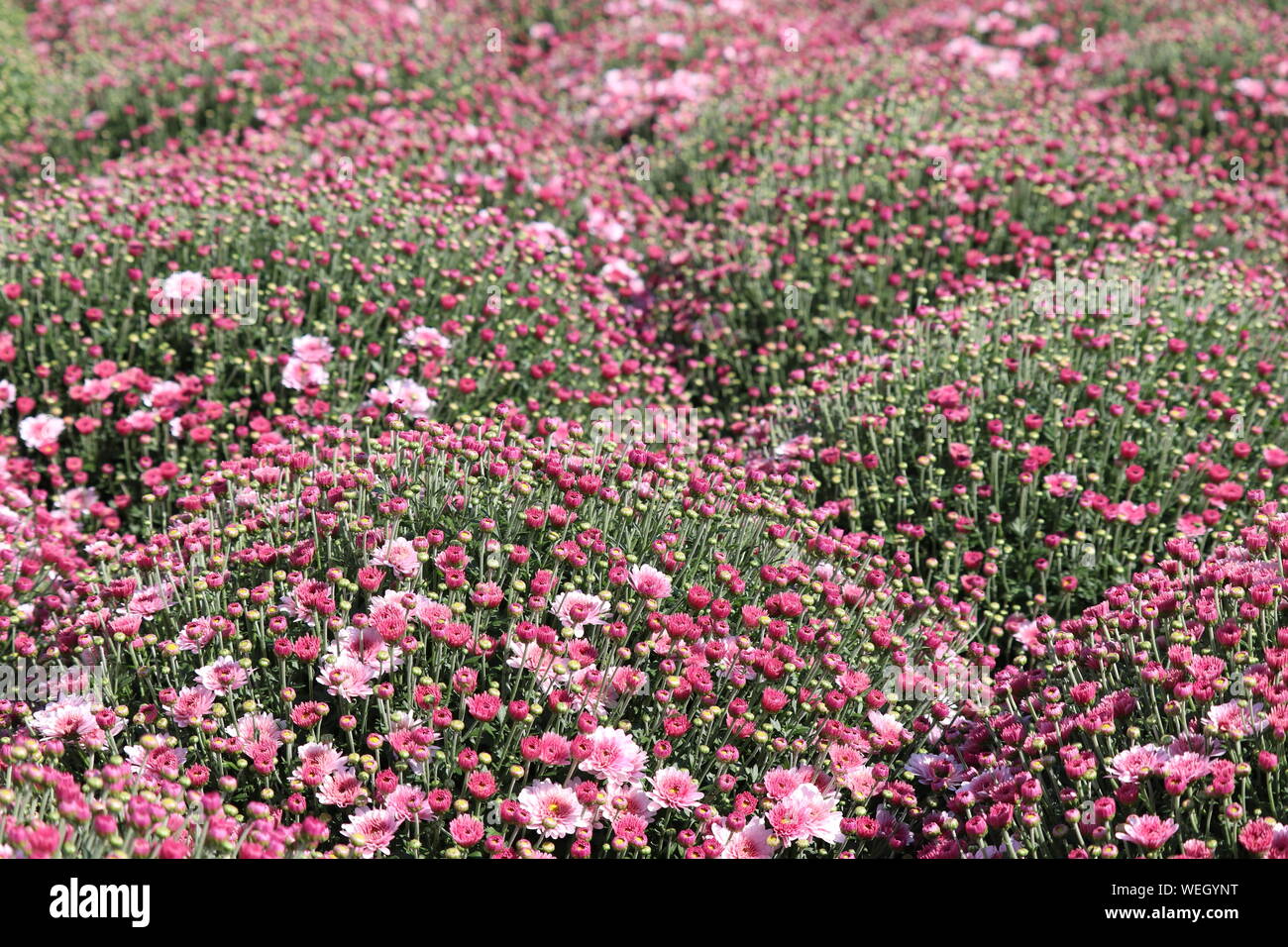 Los crisantemos rosados, campo de flores coloridas en día soleado, el enfoque selectivo. Fondo floral festiva, bonito dibujo, símbolo de otoño Foto de stock