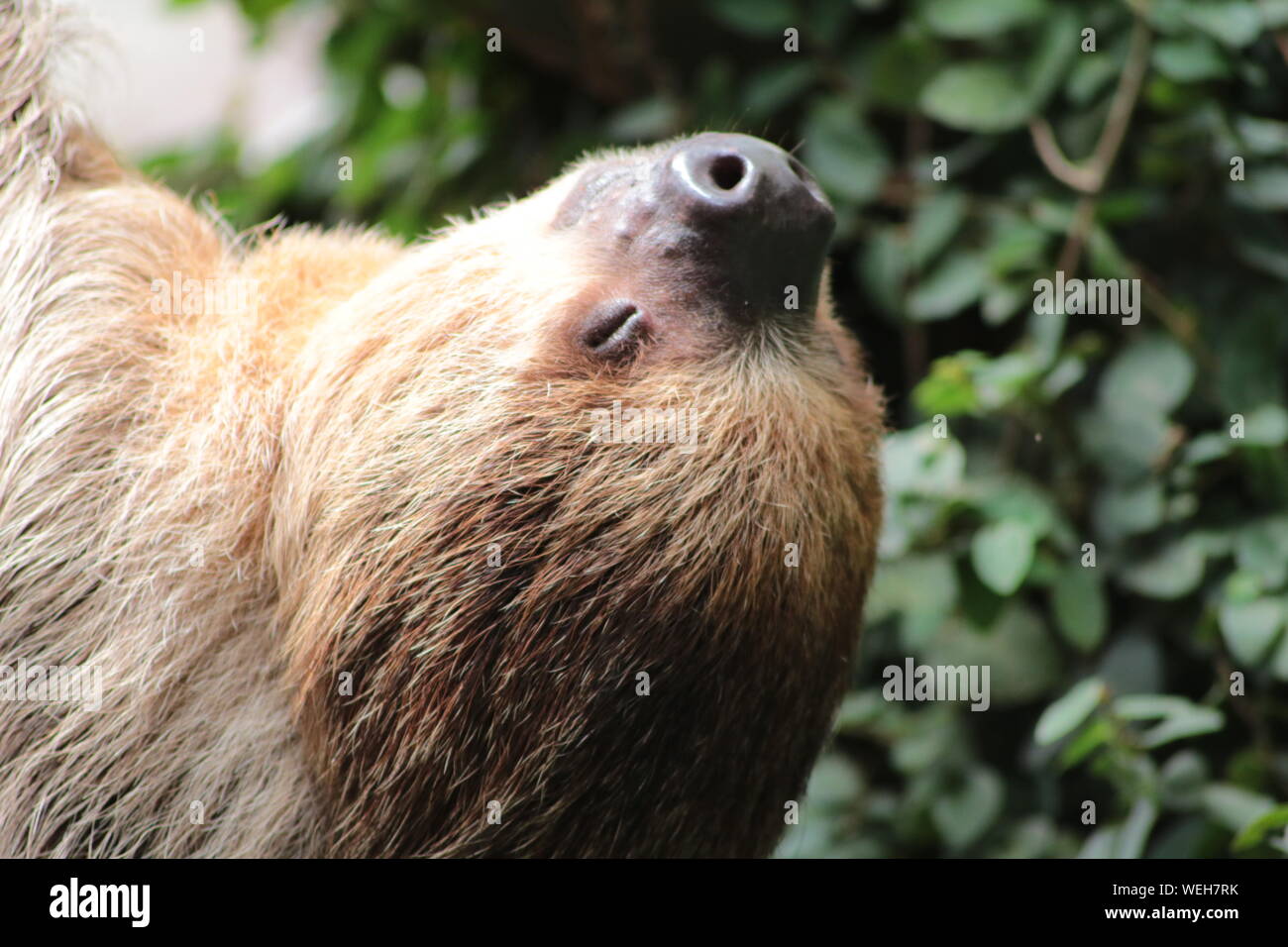 Close-up de Sloth con ojo cerrado Foto de stock