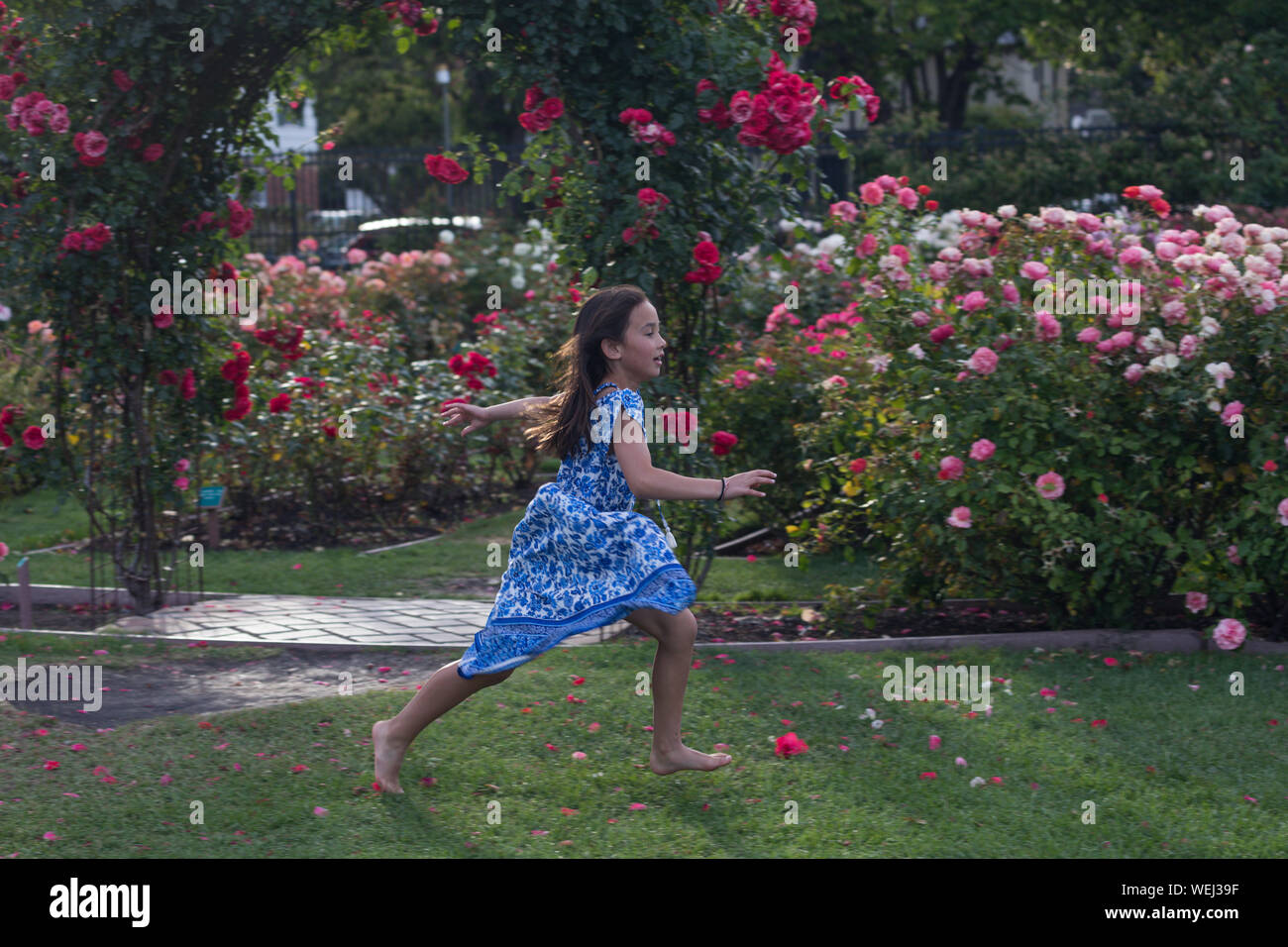 Preadolescentes chica de aspecto asiático haciendo gimnasia en el Rose Garden, San Jose, California Foto de stock