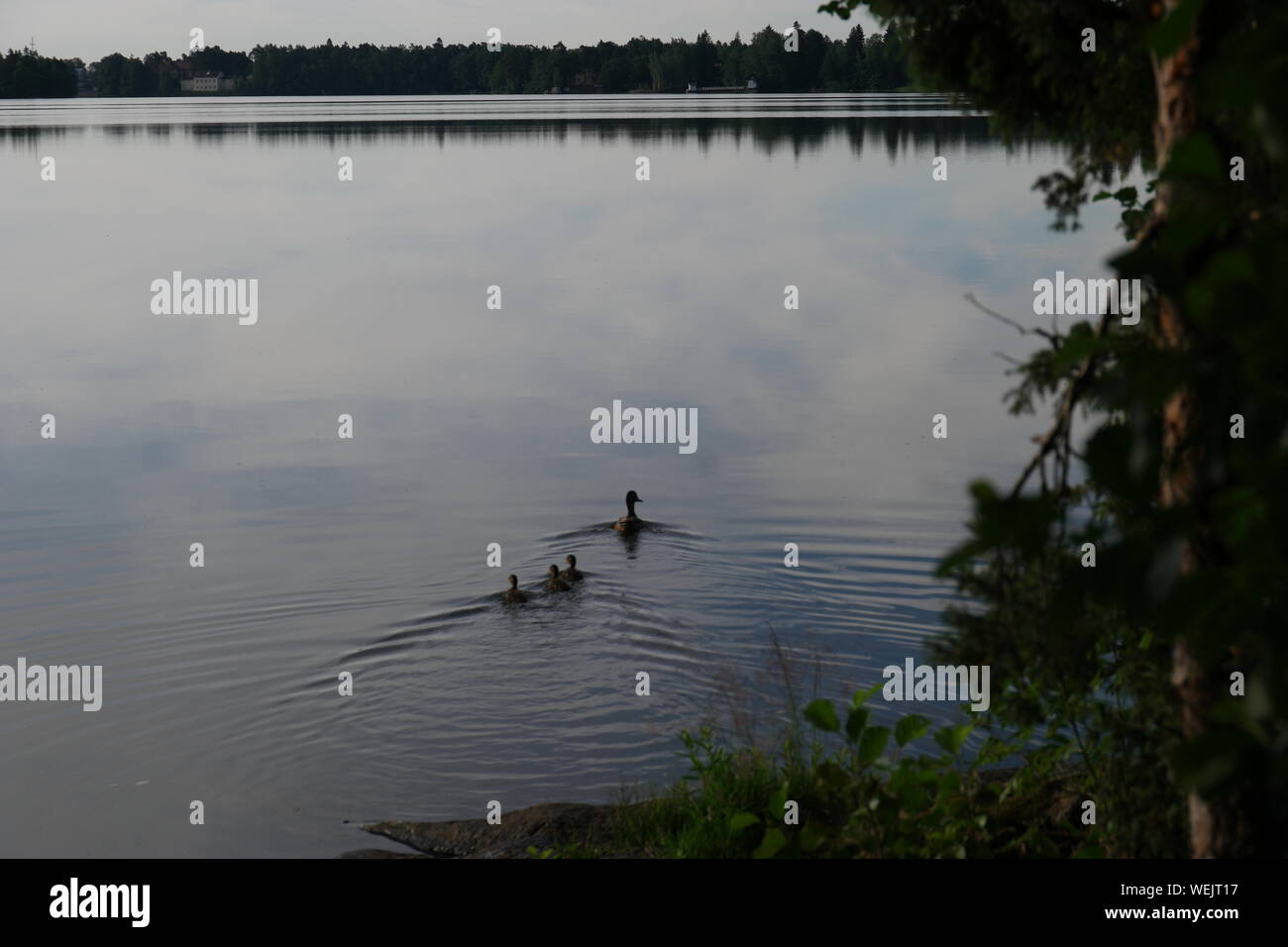 Ave con animales jóvenes nadar en el lago Foto de stock