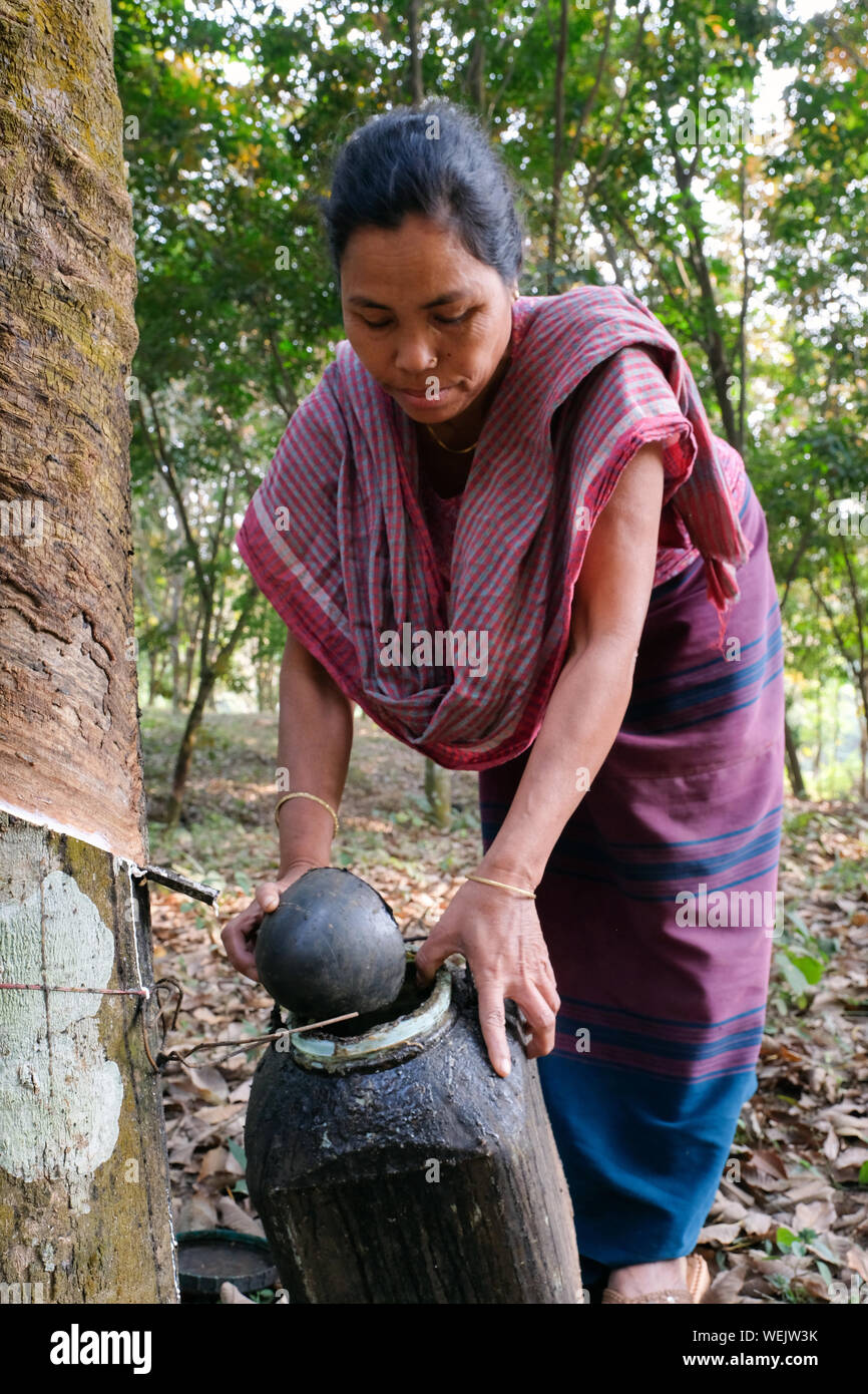 Goma de látex líquido granjero obtiene materia prima procedente de un árbol de caucho en Bagbari Village, Estado de Tripura, al noreste de la India Foto de stock