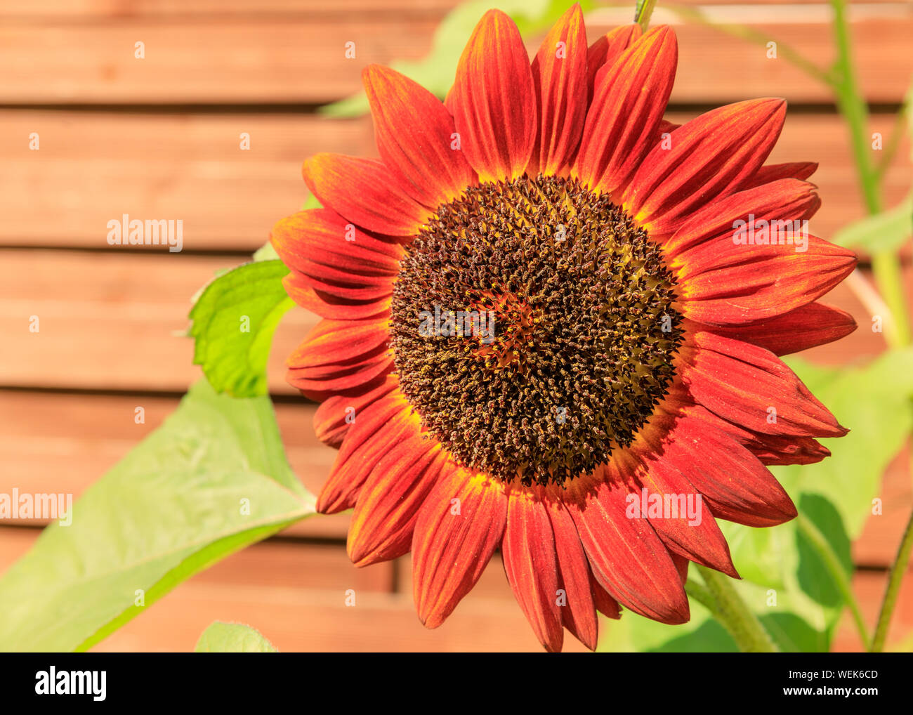 Helianthus annuus 'Por la noche Sun' (común) de girasol en flor, exterior  en sunshine Fotografía de stock - Alamy