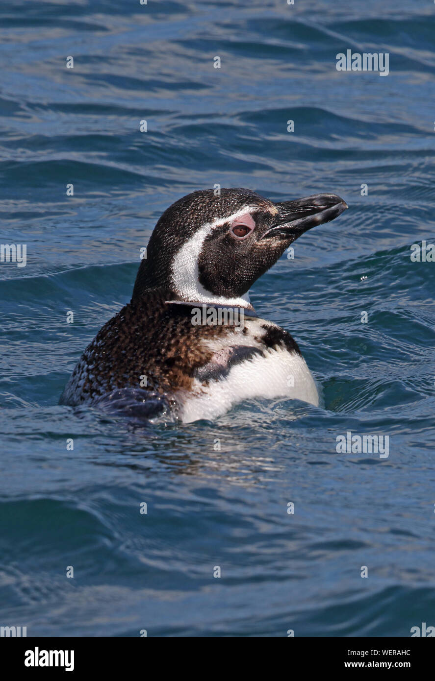 Pingüino de Magallanes (Spheniscus magellanicus) adulto nadar en el mar en Puerto  Montt, Chile Enero Fotografía de stock - Alamy