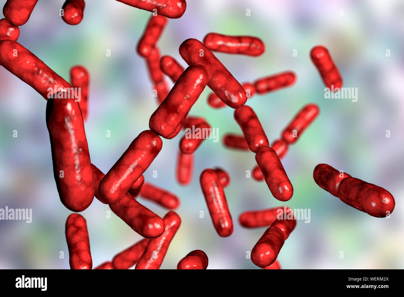 Las bacterias probióticas Bacillus clausii, ilustración Foto de stock