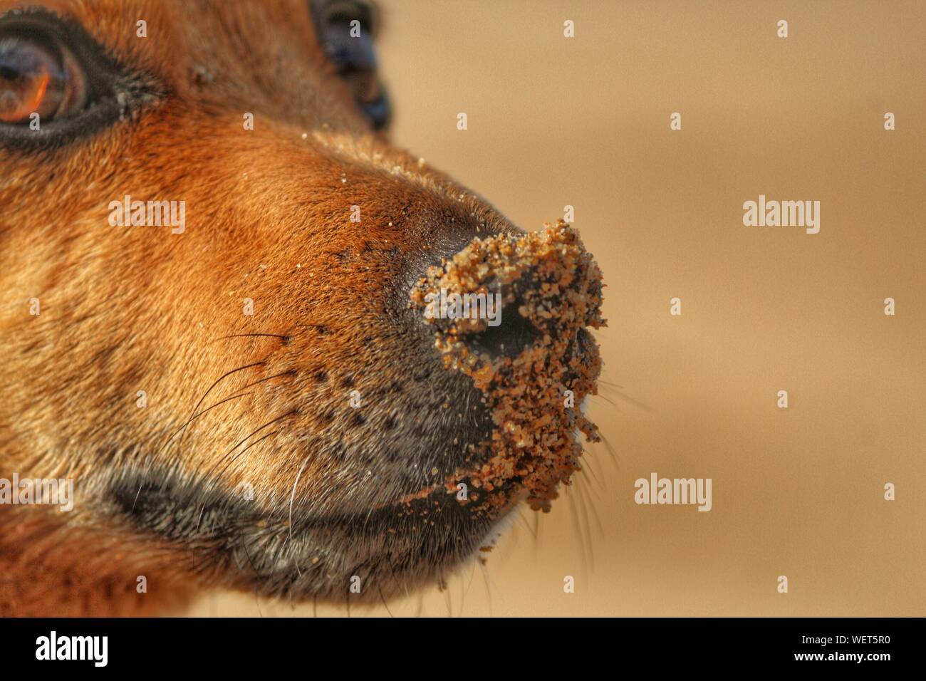 Arena en mi nariz fotografías e imágenes de alta resolución - Alamy