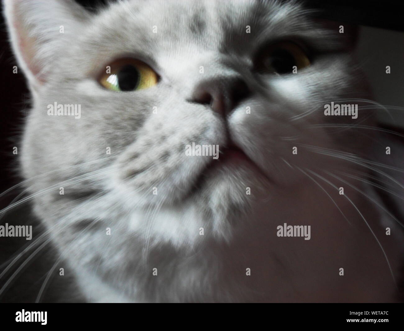 Close-up de cat. Foto de stock