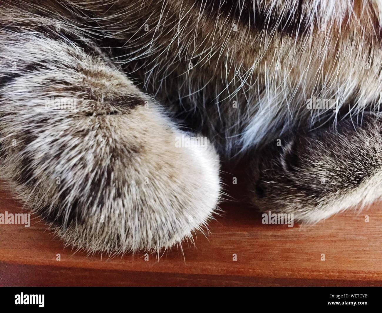 Zarpa de Gato relajante en la tabla Fotografía de stock - Alamy