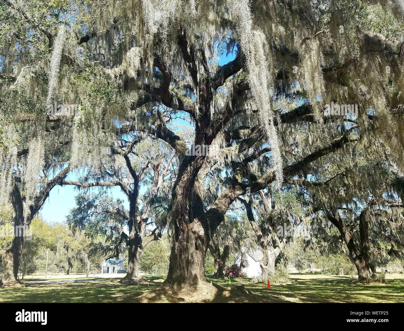 Los sauces llorones en el campo durante el día soleado Fotografía de
