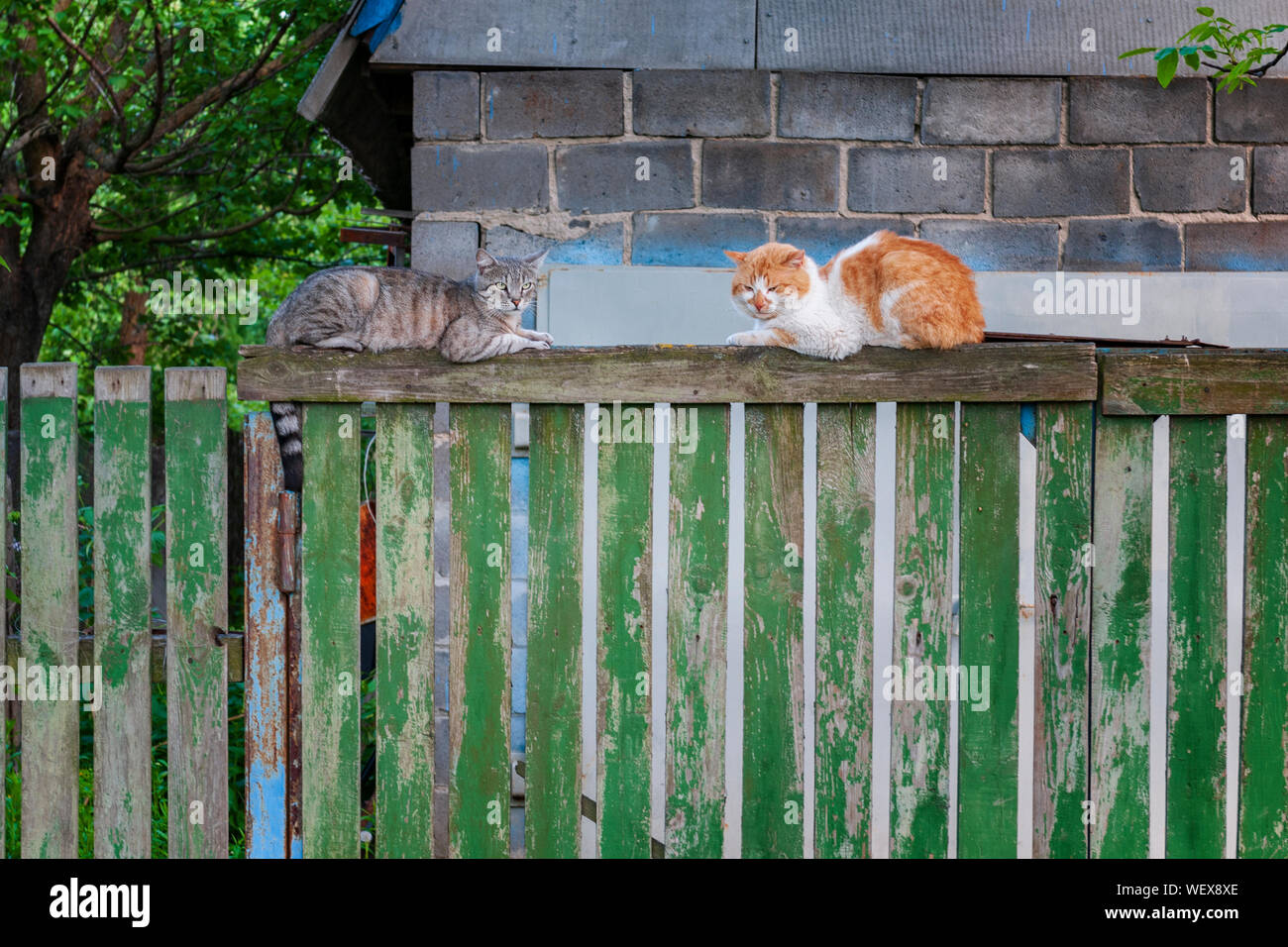 Dos gatos de primavera sobre la valla de madera. Los animales domésticos en el medio rural Foto de stock