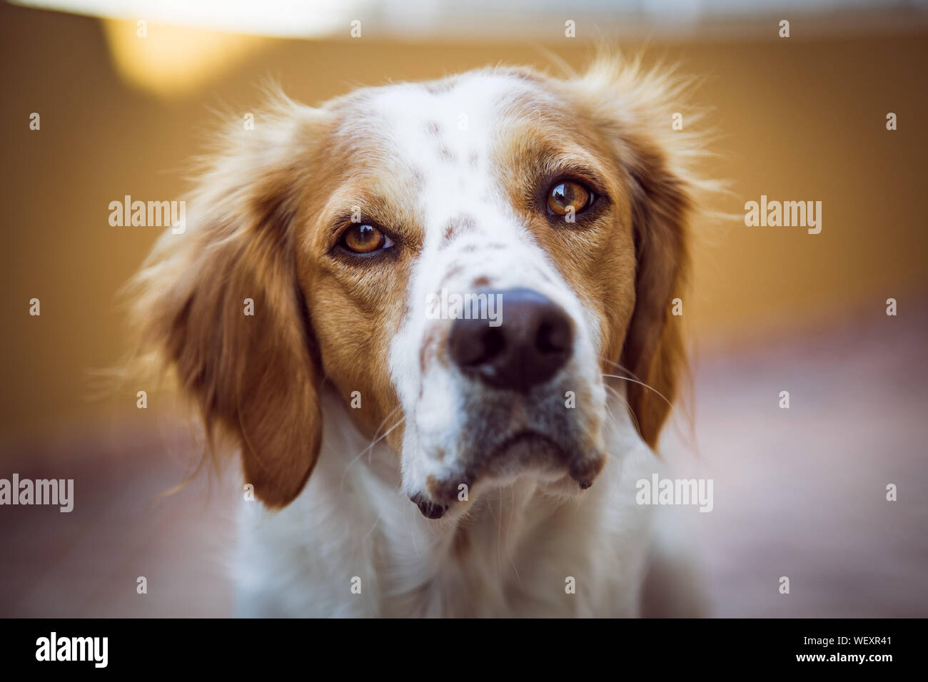 Perro suplicando fotografías e imágenes de alta resolución - Alamy