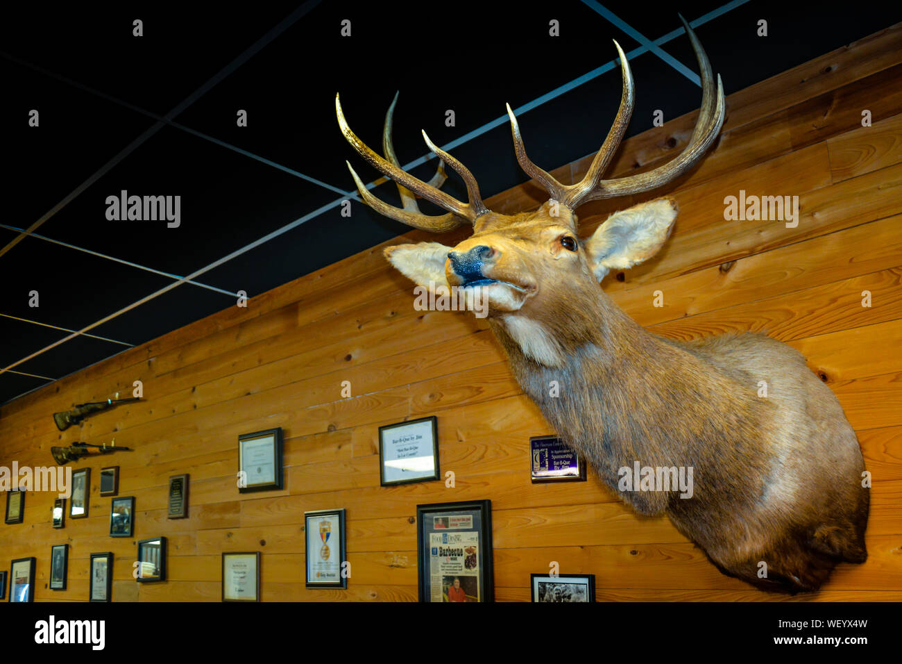 Decoración de pared de cabeza de animal fotografías e imágenes de alta  resolución - Alamy