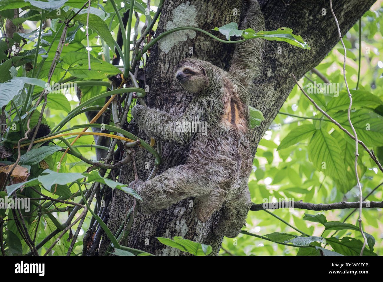 Macho de garganta marrón de tres dedos (Bradypus variegatus) perezoso en árbol, Parque Nacional Manuel Antonio, Costa Rica Foto de stock