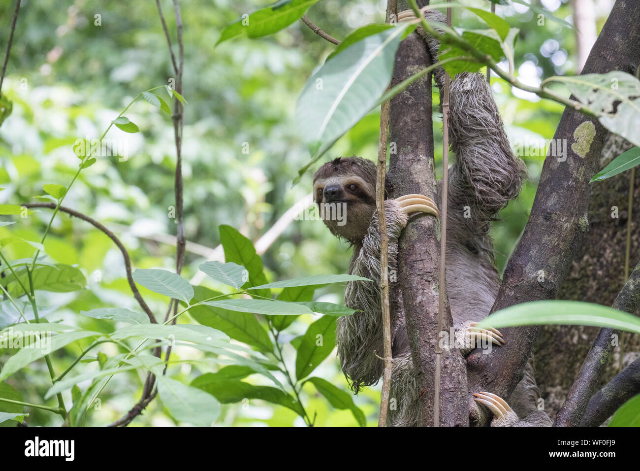 Macho de garganta marrón de tres dedos (Bradypus variegatus) perezoso en árbol, Parque Nacional Manuel Antonio, Costa Rica Foto de stock
