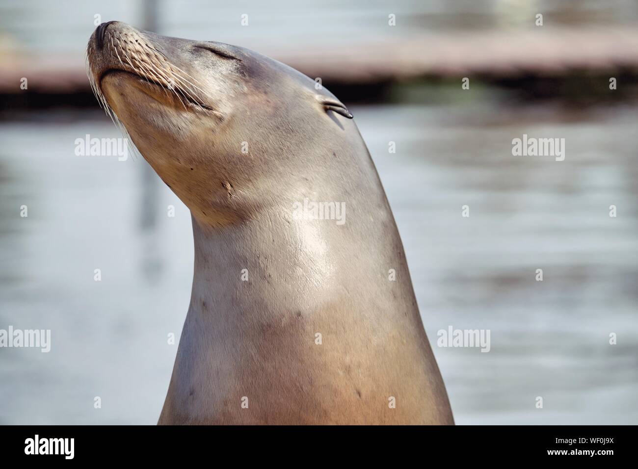 Close-up de lobo de mar con los ojos cerrados Foto de stock