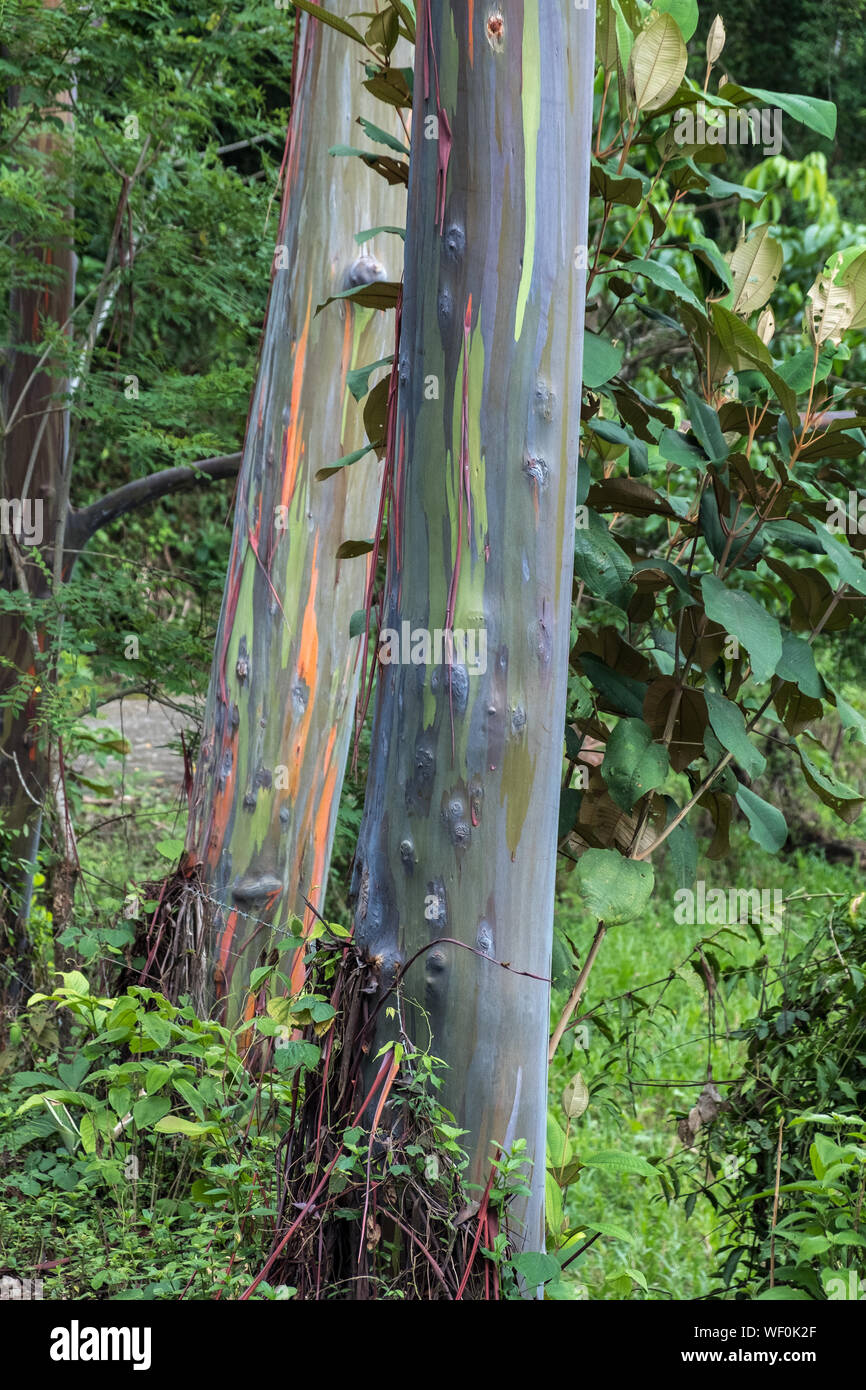 Rainbow, eucalipto Eucalyptus deglupta, Quepos, Costa Rica Foto de stock