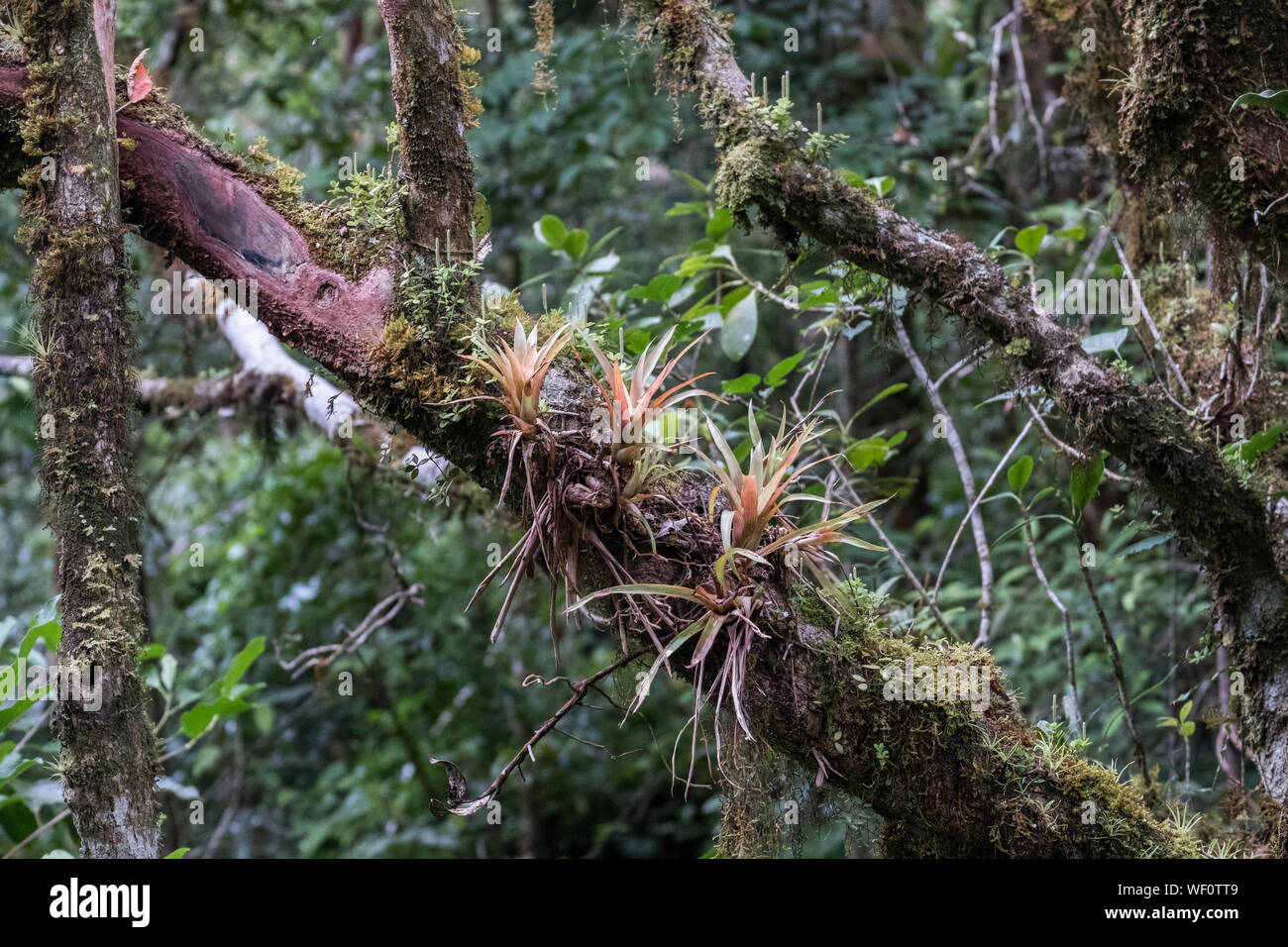 Aire plantas creciendo en rama en el Bosque Nuboso de Monteverde, Costa Rica Foto de stock