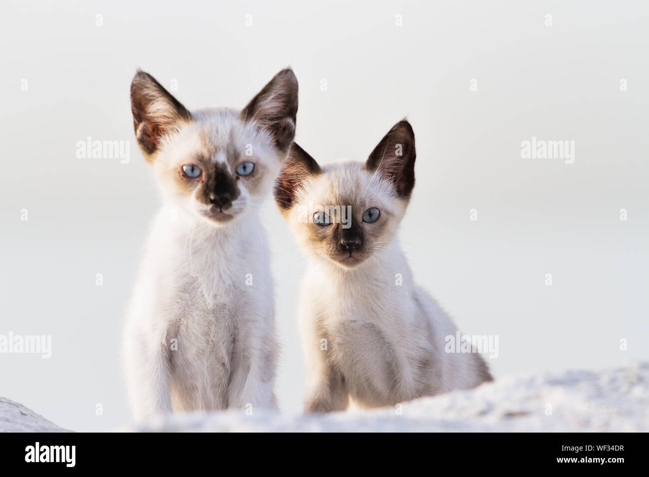 Close-up retrato de gatos salvajes contra el fondo blanco. Foto de stock
