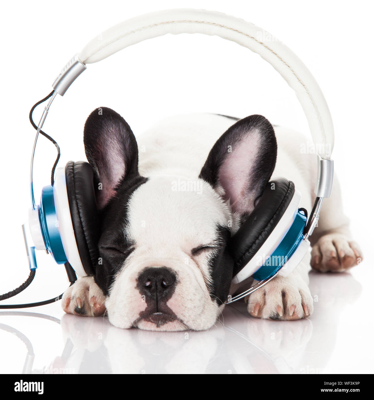 Perro escuchando música con auriculares aislado sobre fondo blanco.  Cachorro bulldog francés retrato sobre un fondo blanco Fotografía de stock  - Alamy
