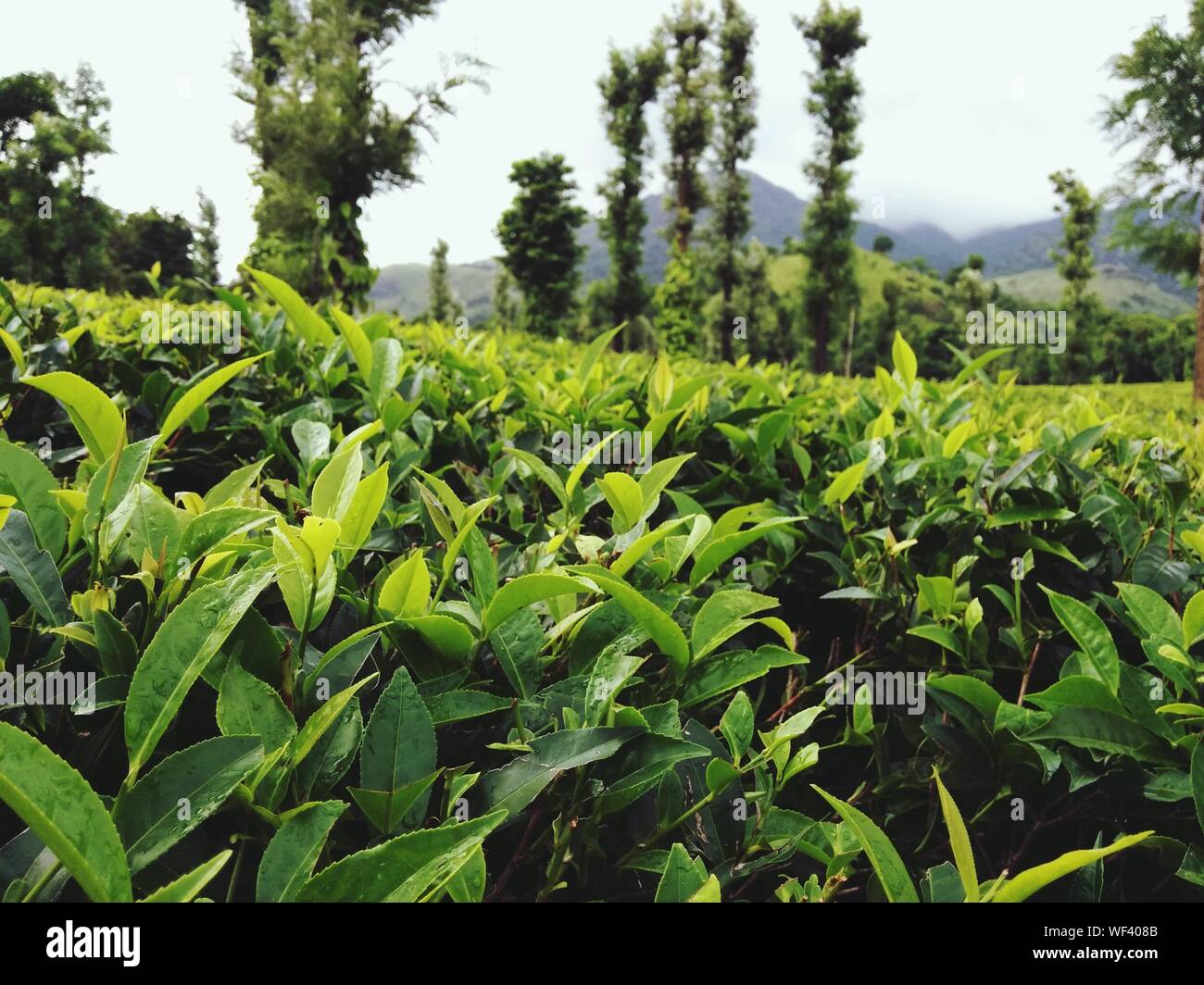 Plantas de té crecen en campo contra el cielo Foto de stock