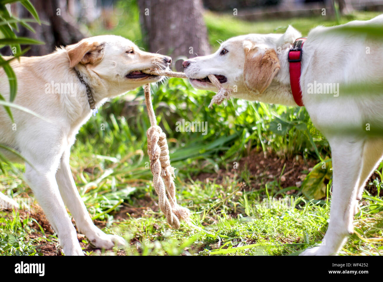 Los perros tirando de la cuerda Fotografía de stock - Alamy