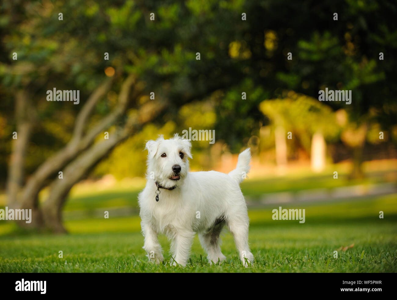 Perro blanco de pie en campo en Park Foto de stock