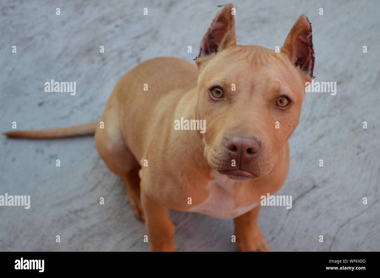 Pitbull Marron Fotos E Imagenes De Stock Alamy