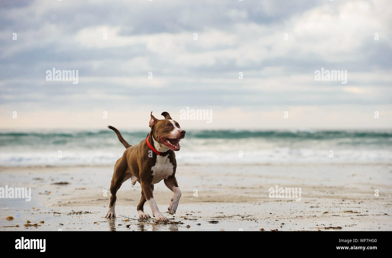 American Pit Bull Terrier, caminando por la orilla del mar Foto de stock