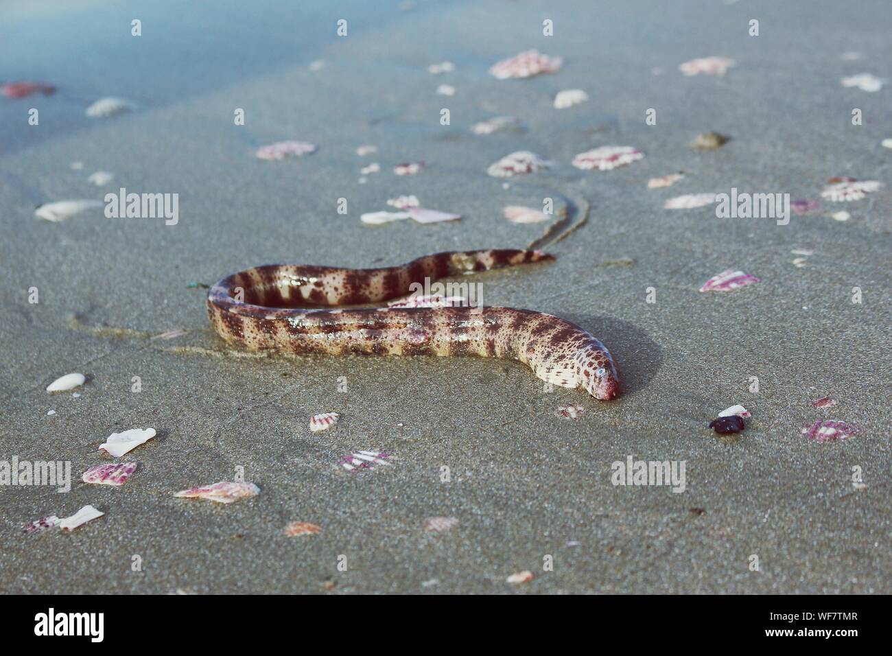Serpiente de mar muerto sobre la arena en la playa Foto de stock