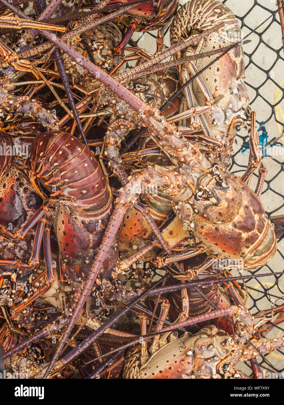 El artrópodo Caribe Mar Caribe, langosta, en primer plano, - , mercado de mariscos, Panulirus argus, Fotografía, trampas -Shopping Foto de stock