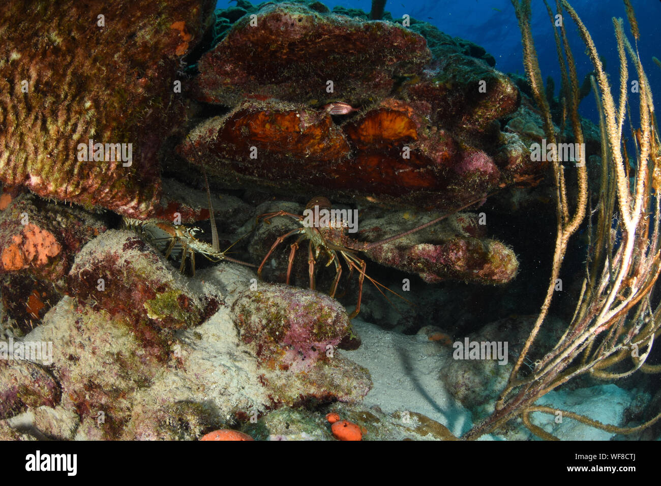 La langosta marina caribeña espinosa (Panulirus argus) habita en aguas tropicales y subtropicales del Océano Atlántico, Mar Caribe, Foto de stock