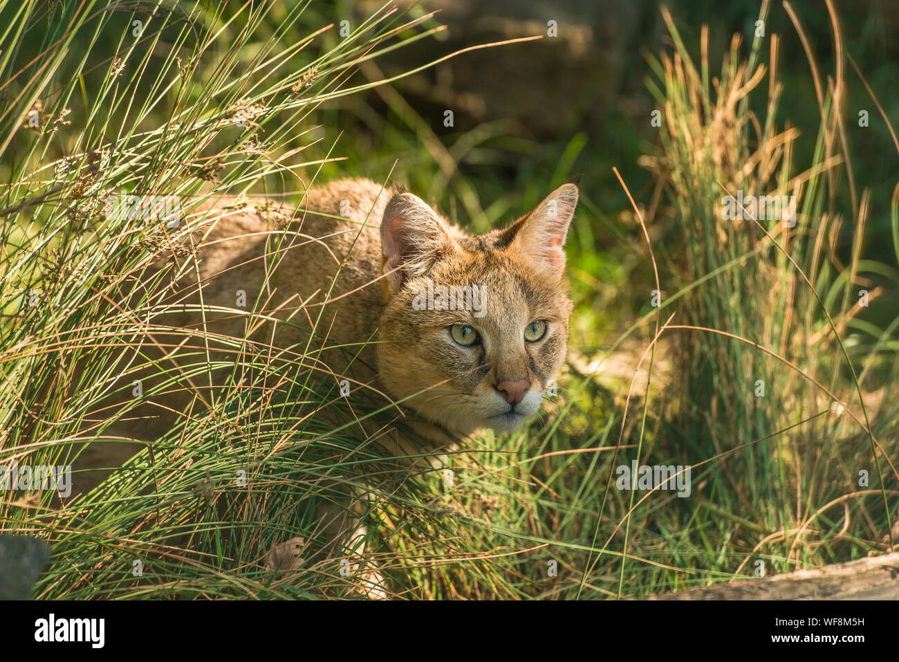 Close-up de Undomesticated Cat sobre césped Foto de stock