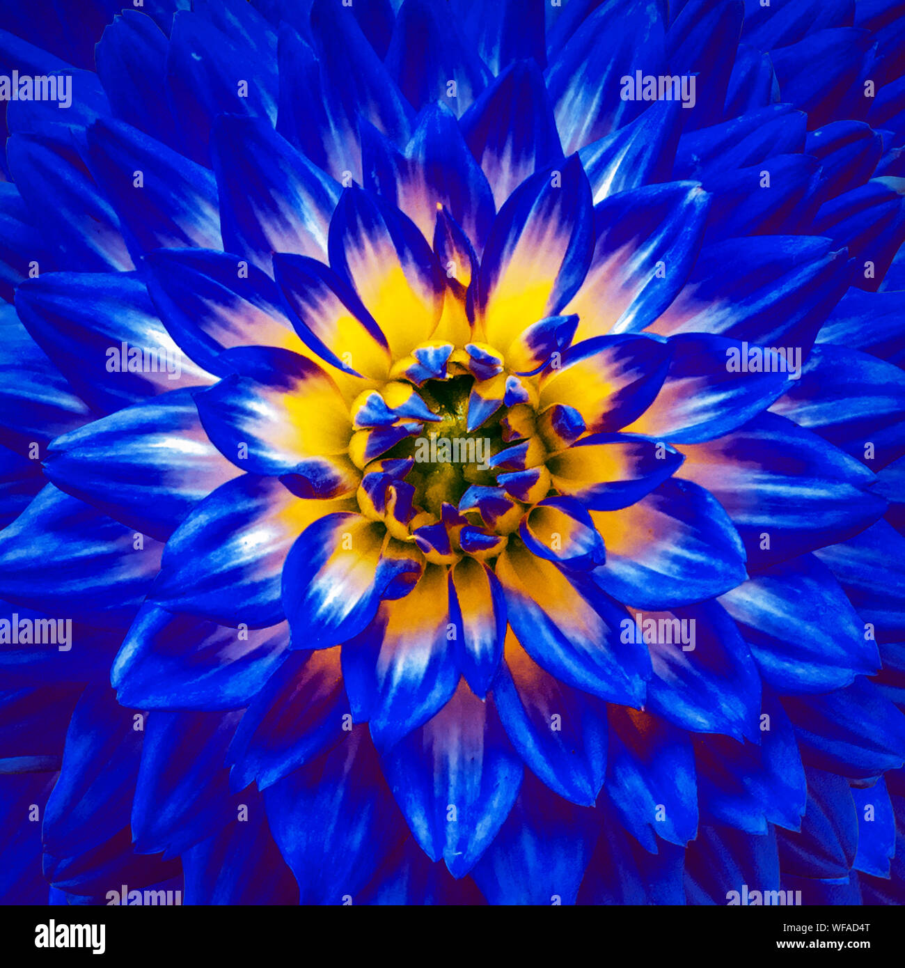 The blue dahlia fotografías e imágenes de alta resolución - Alamy