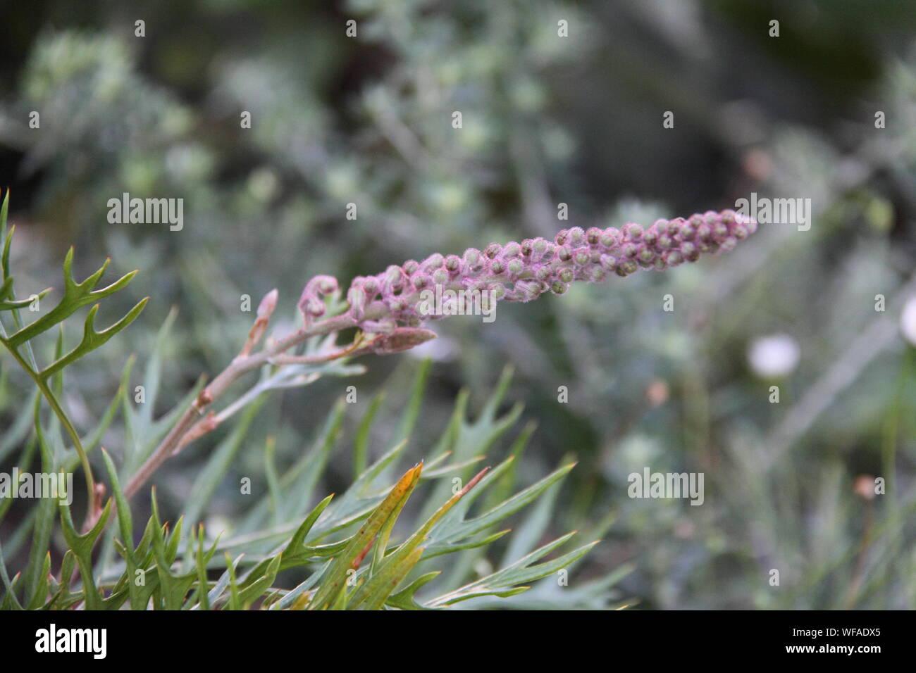 El desarrollo de las yemas de flores de la Grevillea 'Robyn Gordon' Foto de stock