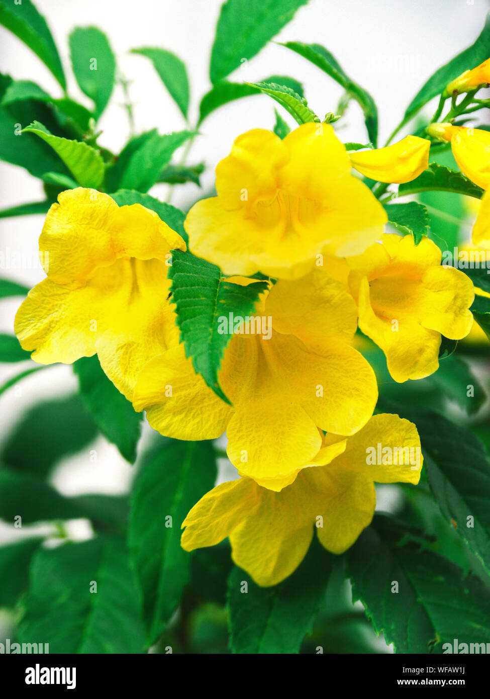 Flor Amarilla, Tecoma stans árbol en el jardín, Flores de color amarillo,  Trumpetbush nombre común es campana amarilla / Yellow elder / Trompeta vid  Fotografía de stock - Alamy